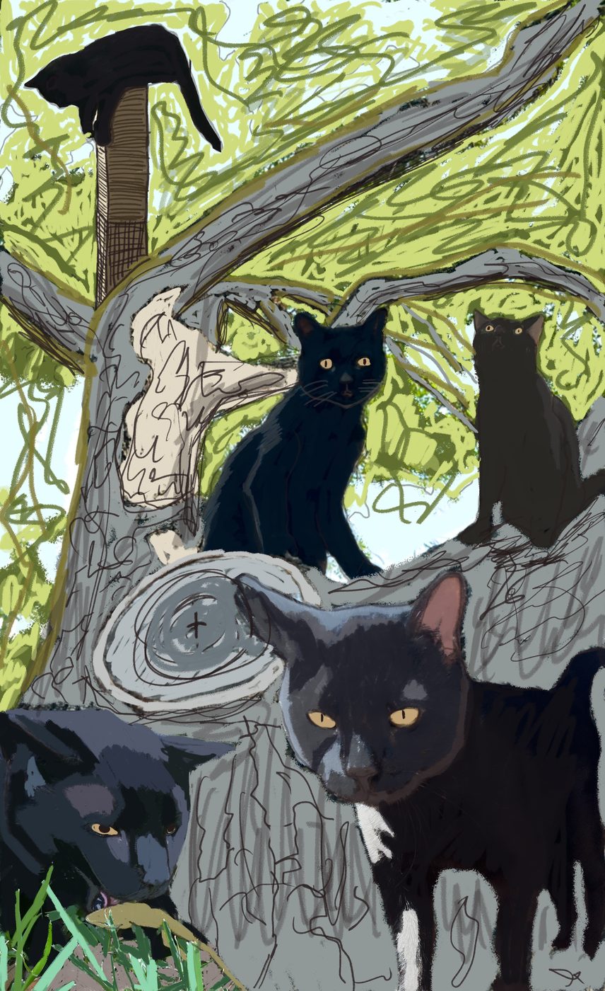 Black cat seen from above in green foliage beside a bright blue shape